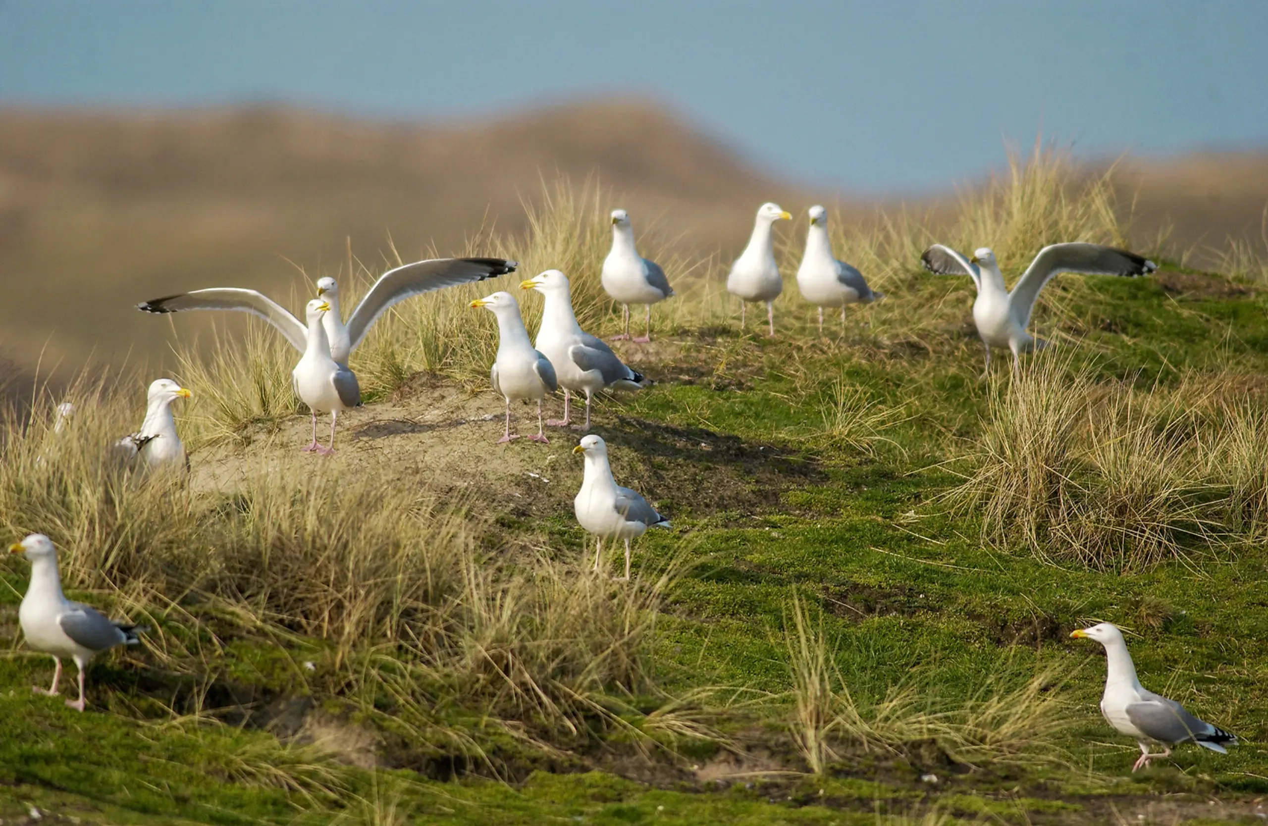 Strandvlaktes en duinvalleien