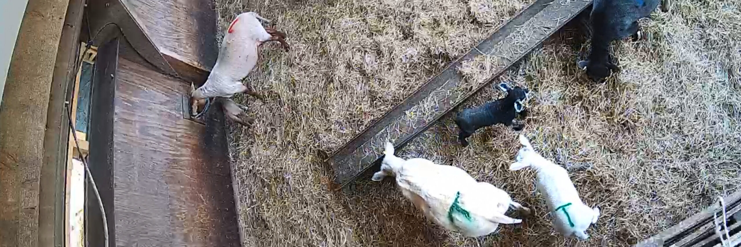 Webcam lammetjes Schapenboerderij