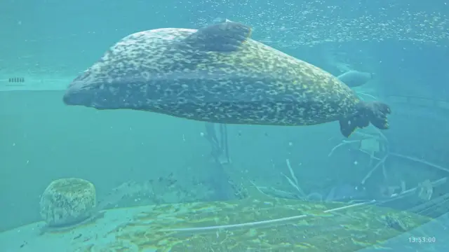 Webcam zeehonden tijdelijke still
