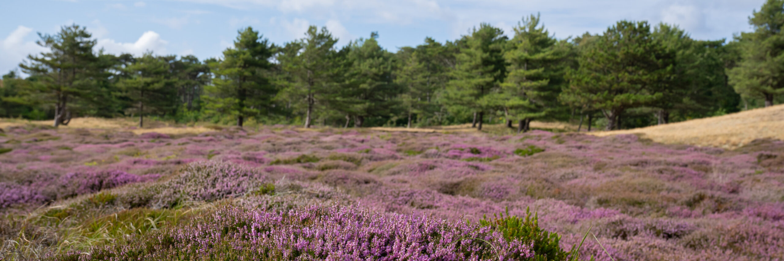 Heide in de Bollekamer