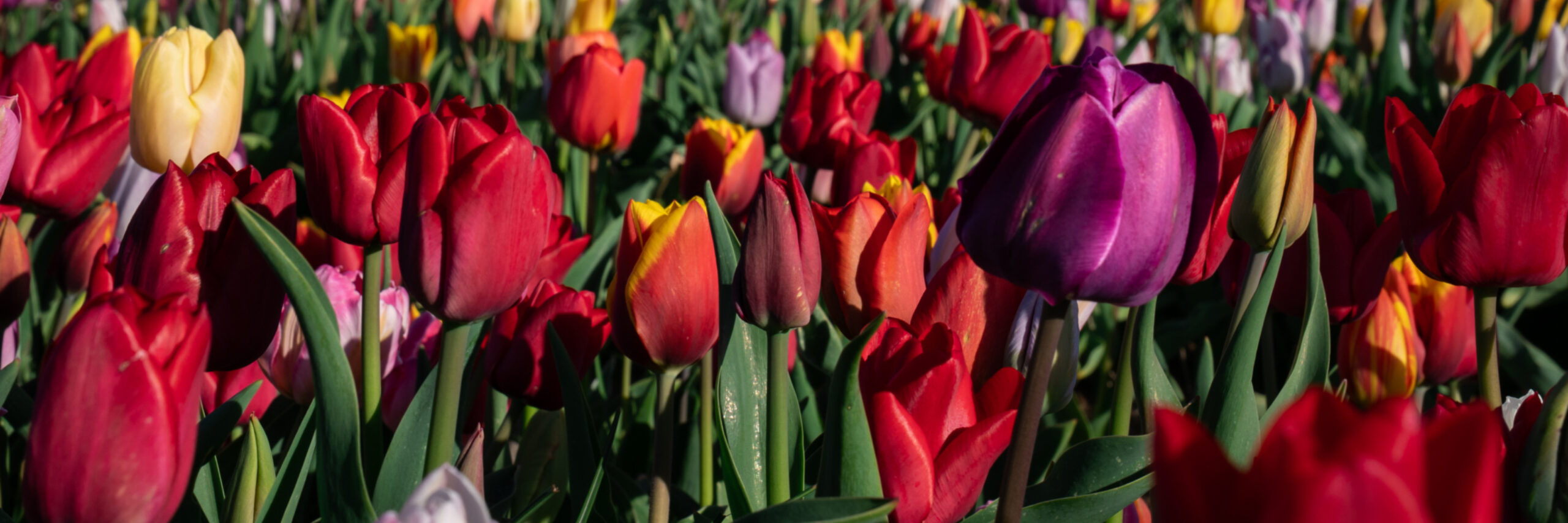 Tulpen bij Den Hoorn VVV01228