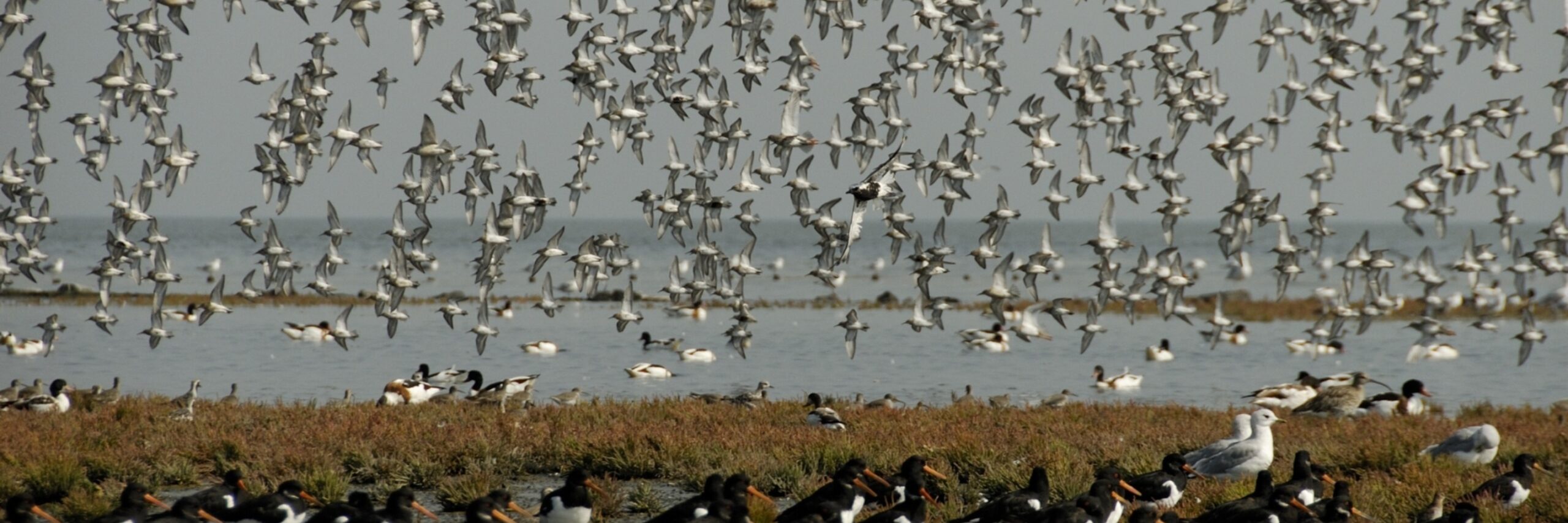 Vogelboulevard 4 Natuurmonumenten