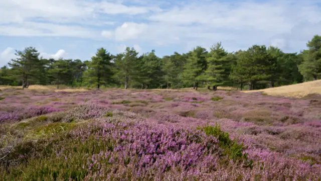 Heide in de Bollekamer