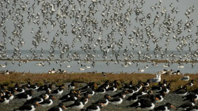 Vogelboulevard 4 Natuurmonumenten