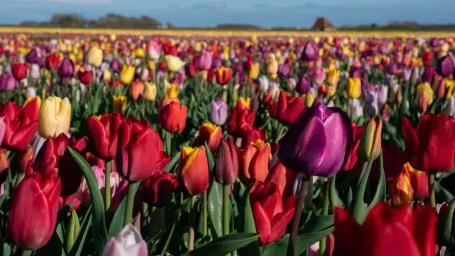 Tulpen bij Den Hoorn VVV01228