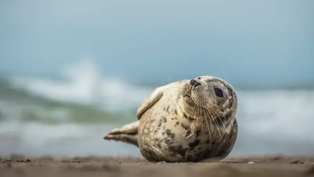 Zeehond (voor pagina hond en zeehond)