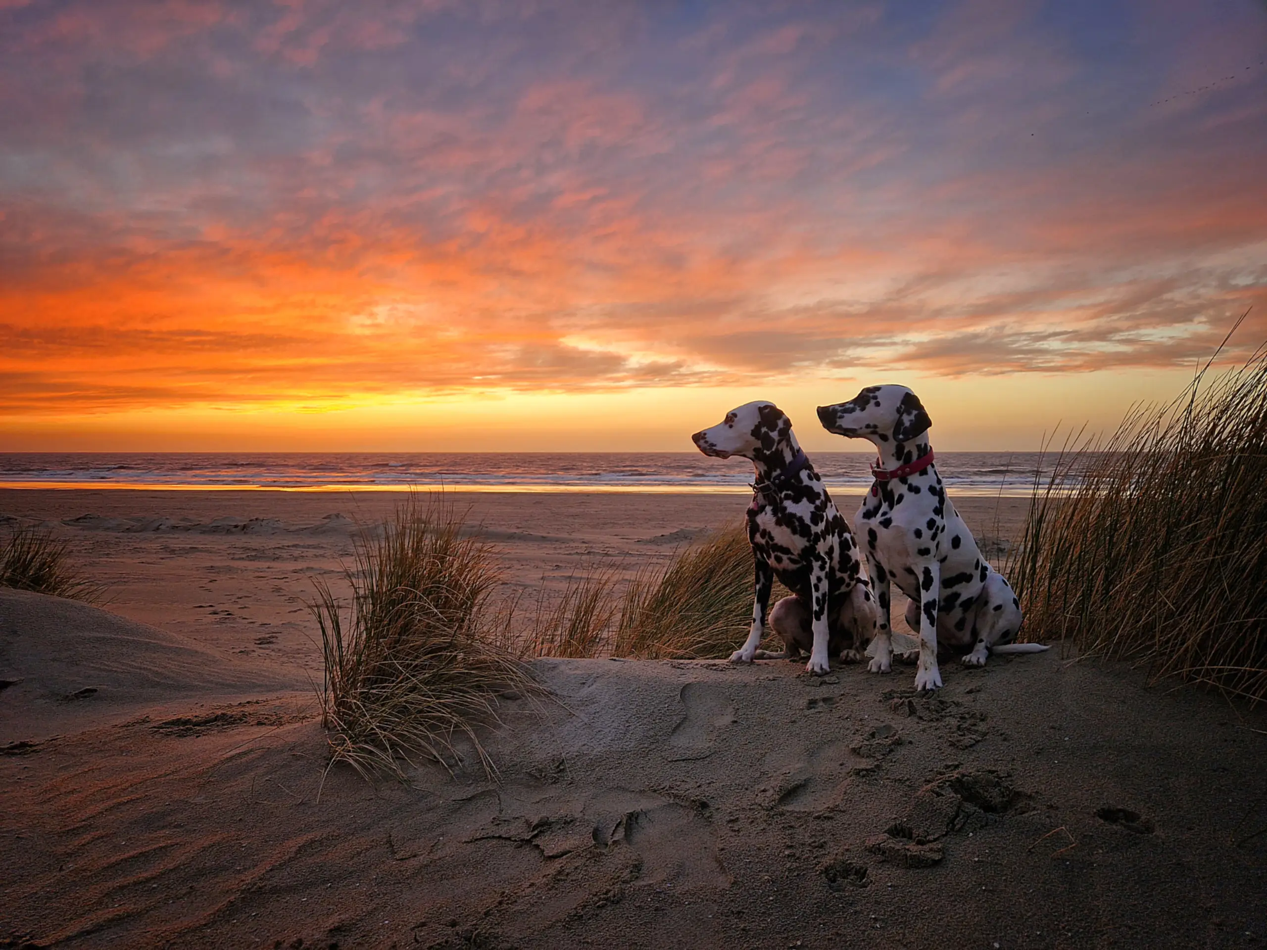 Foto van de maand maart