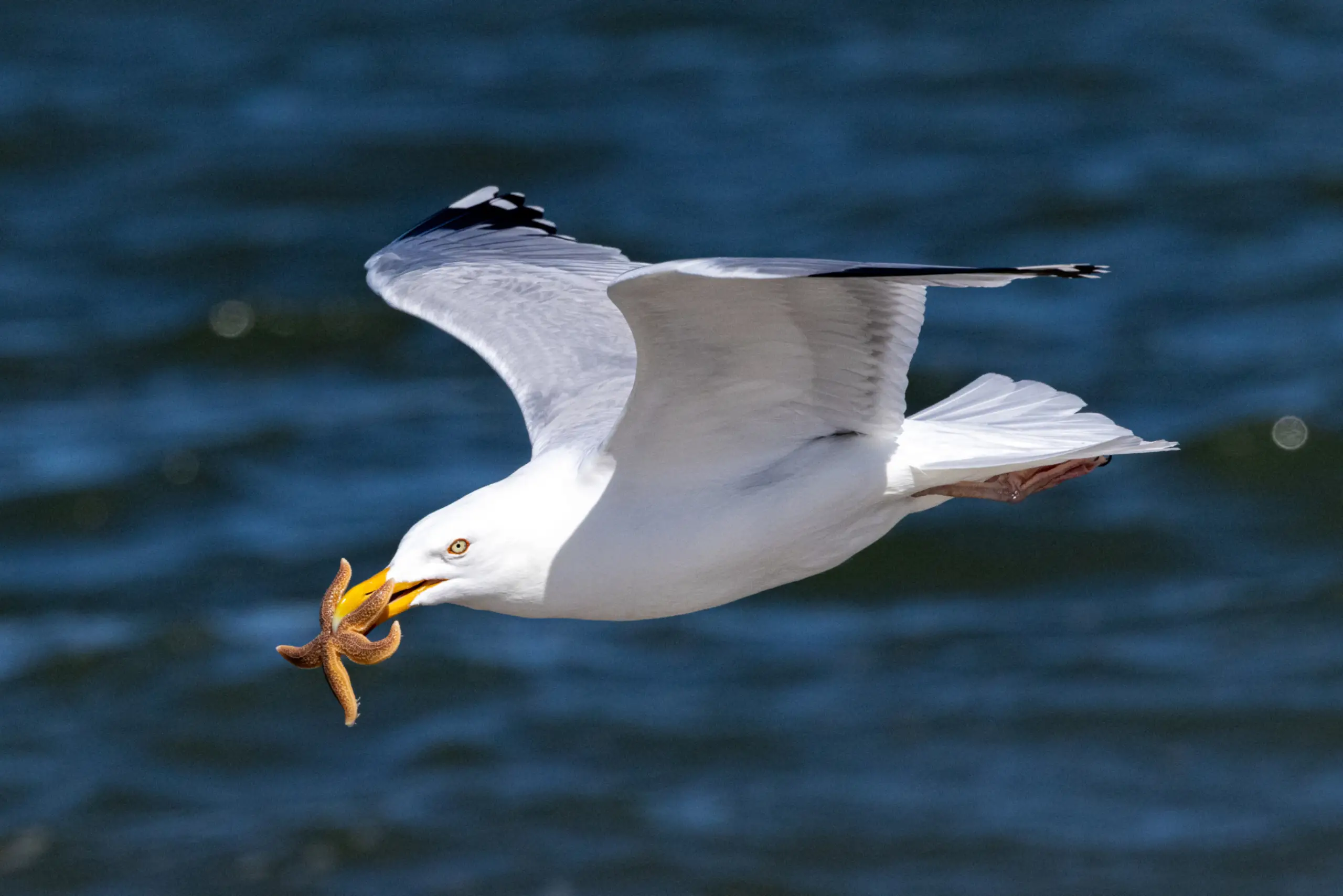 Foto van de maand mei