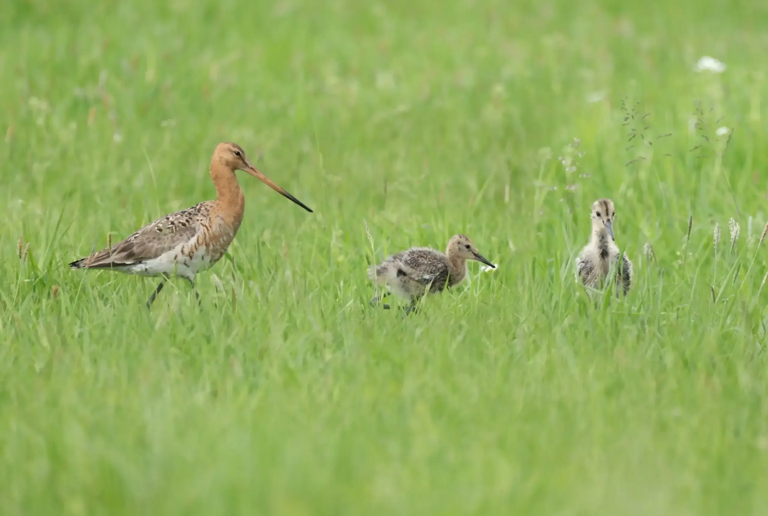 Uferschnepfe mit Jungvögeln