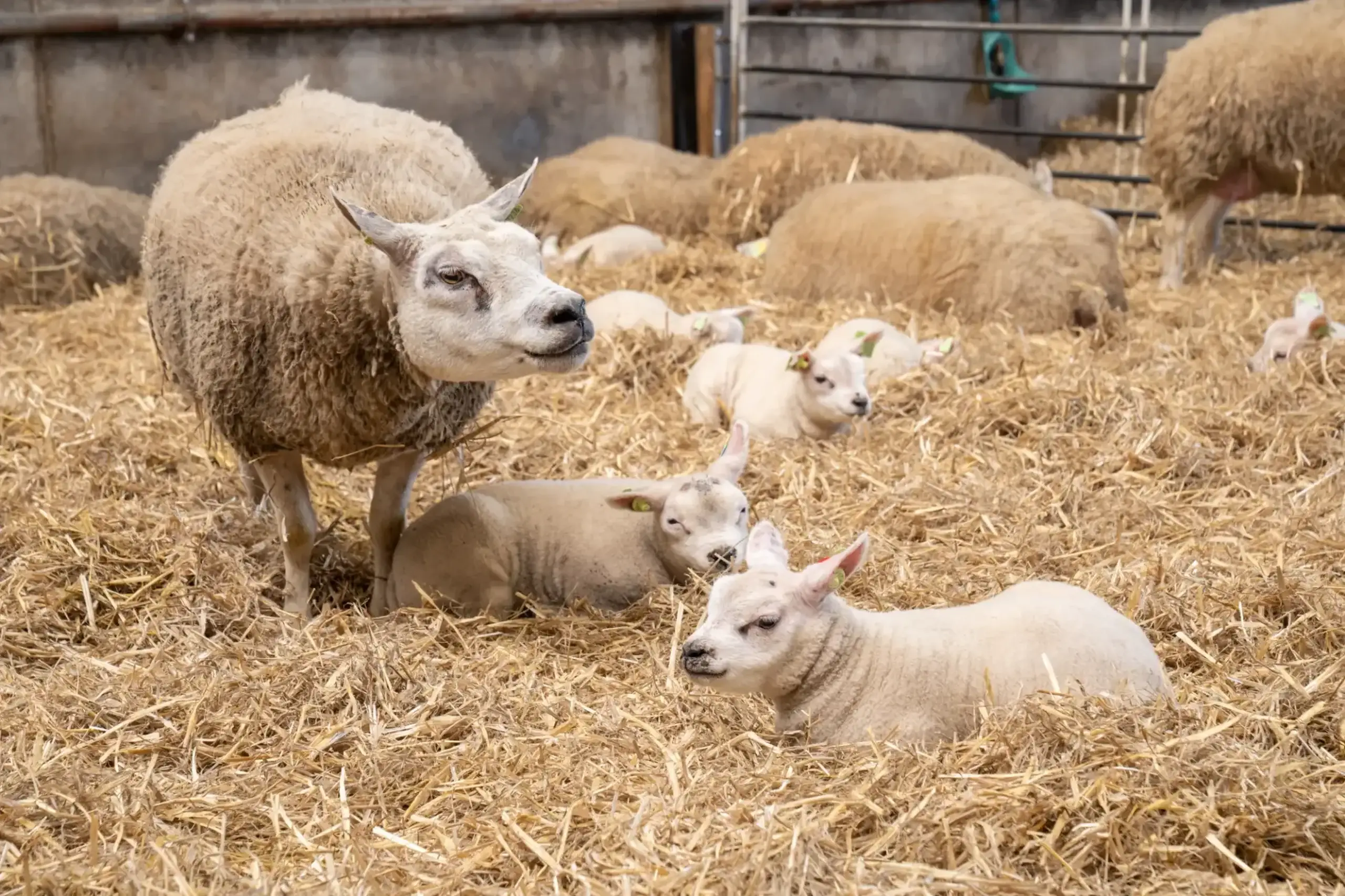Lambs at schapenboerderij Westerweg